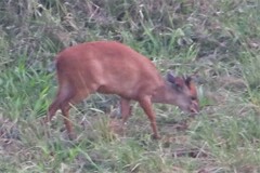 Cephalophorus natalensis natalensis