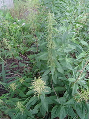 Urtica sondenii