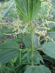 Urtica sondenii