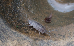 Porcellionidae