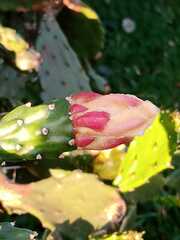 Opuntia elata