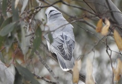 Coracina novaehollandiae