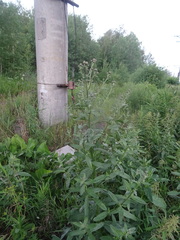 Cirsium arvense integrifolium