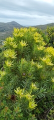 Leucadendron xanthoconus