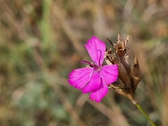 Dianthus borbasii