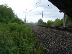 Cirsium arvense integrifolium
