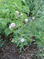 Cirsium arvense integrifolium