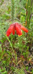 Erica cerinthoides cerinthoides