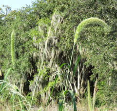 Setaria magna