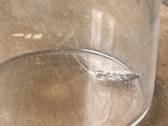 Scrobipalpa ocellatella