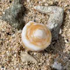 Conus litoglyphus