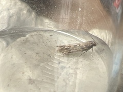 Scrobipalpa ocellatella