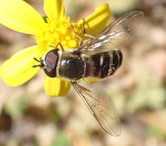 Betasyrphus