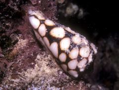 Conus marmoreus