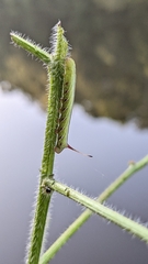 Eumorpha fasciatus