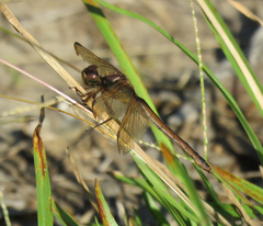 Libellula