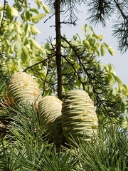 Cedrus deodara