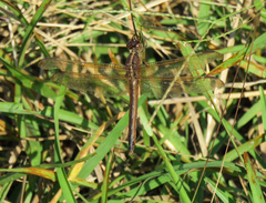 Libellula