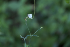 Rhinacanthus