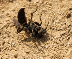 Crabroninae