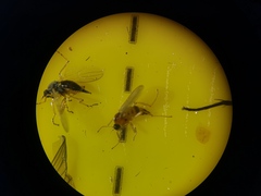 Elaphropeza ephippiata