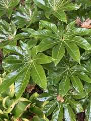 Fatsia