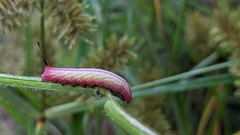 Eumorpha fasciatus