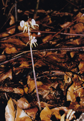 Epipogium aphyllum
