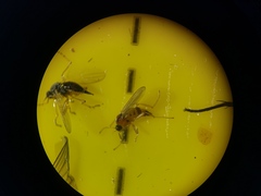 Elaphropeza ephippiata