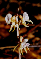 Epipogium aphyllum