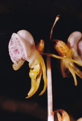 Epipogium aphyllum