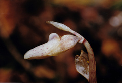 Epipogium aphyllum