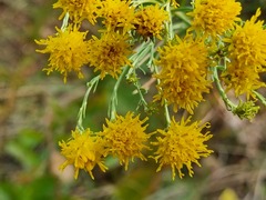 Galatella linosyris