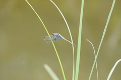 Potamarcha congener