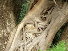Ficus natalensis