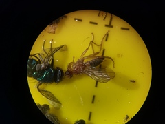 Norellisoma spinimanum