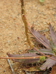 Plantago serraria