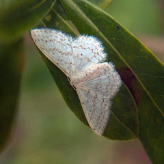 Idaea tacturata