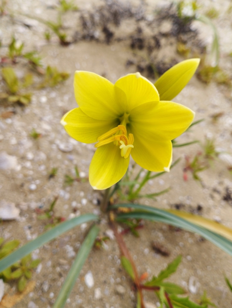 Zephyranthes