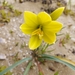 Zephyranthes bagnoldii - Photo (c) Altair RM, algunos derechos reservados (CC BY-NC), subido por Altair RM