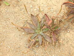 Plantago serraria