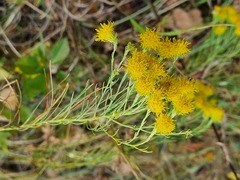 Galatella linosyris