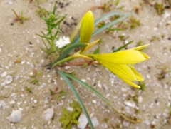 Zephyranthes bagnoldii