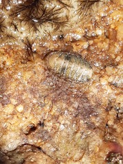 Chitonoidea