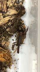 Vaejovis carolinianus