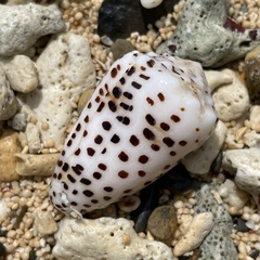 Conus pulicarius