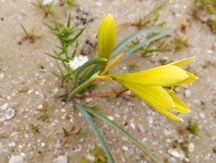 Zephyranthes bagnoldii