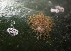 Cephaleuros virescens