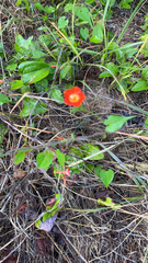 Ipomoea coccinea