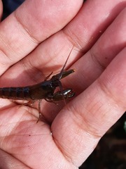 Alpheidae